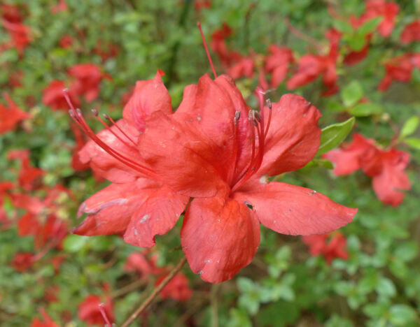 Rhododendron 'Stewartstonian'