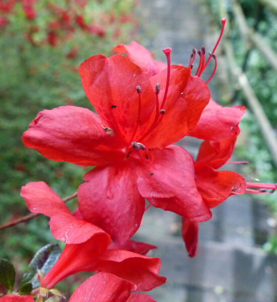 Rhododendron 'Stewartstonian'