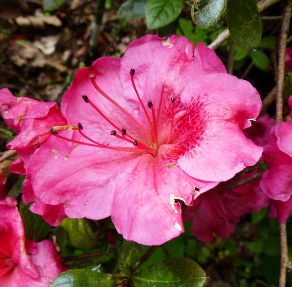 Rhododendron 'Vuyk's Rosyred'