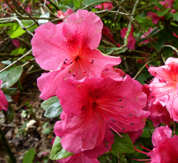 Rhododendron 'Vuyk's Rosyred'