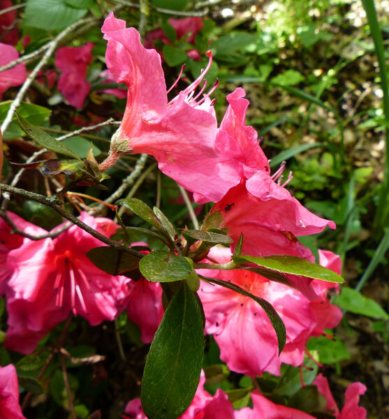 Rhododendron 'Vuyk's Rosyred'