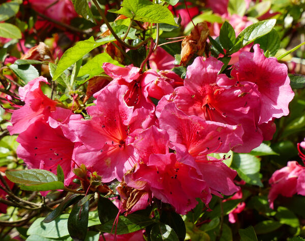 Rhododendron 'Vuyk's Rosyred'
