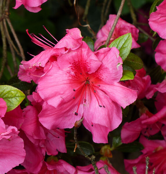 Rhododendron 'Vuyk's Rosyred'