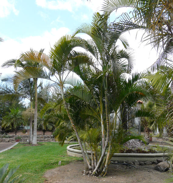 Dypsis lutescens (H.Wendl.) Beentje & J.Dransf.