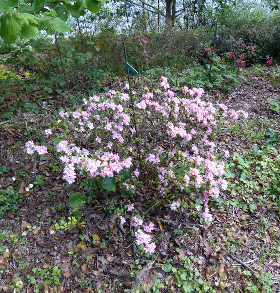 Rhododendron 'Tousen'