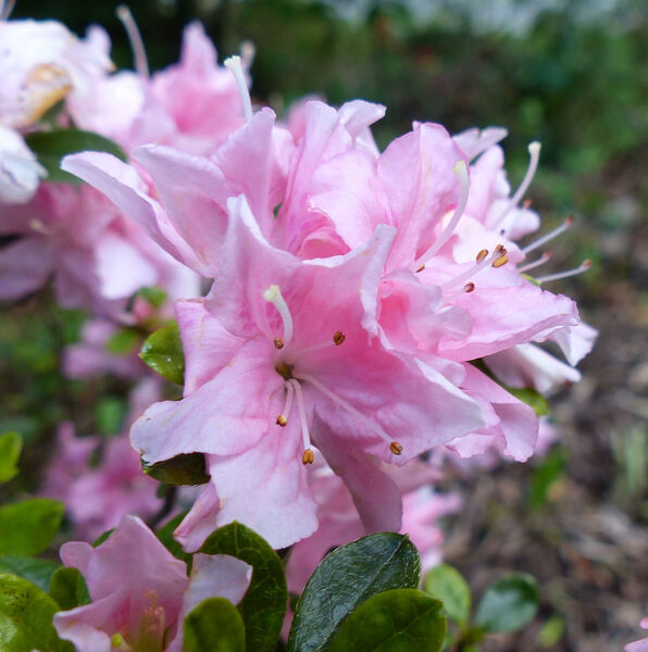 Rhododendron 'Tousen'