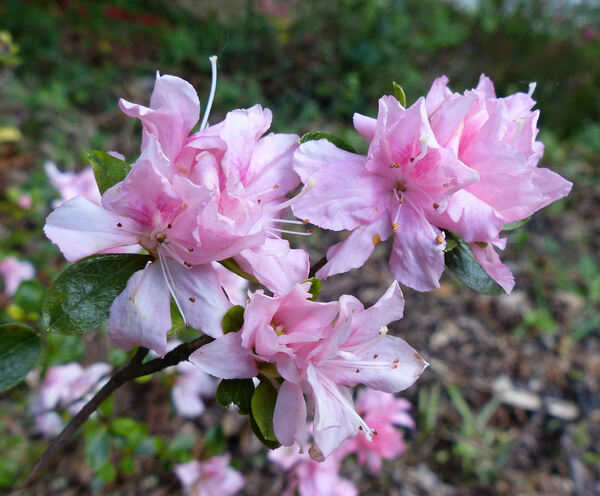 Rhododendron 'Tousen'