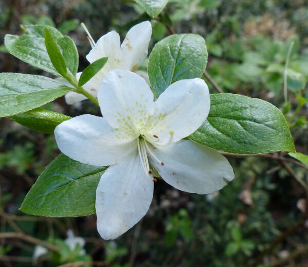 Rhododendron 'White Lady'