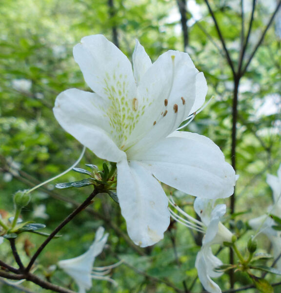 Rhododendron 'White Lady'