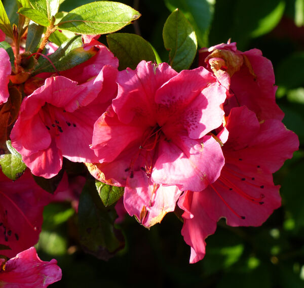 Rhododendron 'Vuyk's Rosyred'