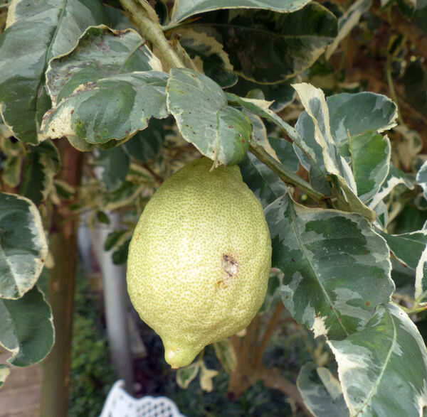 Citrus x limon (L.) Osbeck 'Variegato'