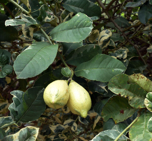 Citrus x limon (L.) Osbeck 'Variegato'