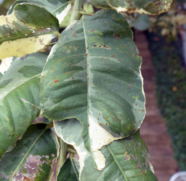 Citrus x limon (L.) Osbeck 'Variegato'