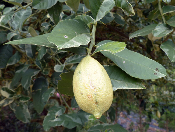 Citrus x limon (L.) Osbeck 'Variegato'