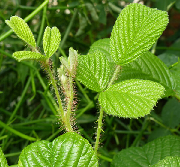 Rubus ellipticus Sm.