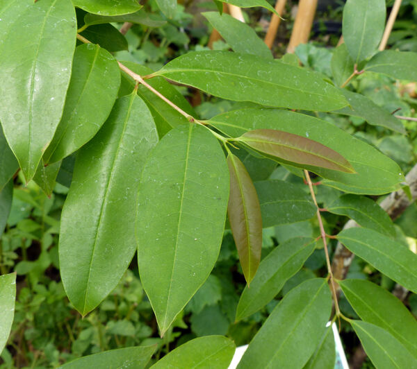 Cratoxylum cochinchinense (Lour.) Blume