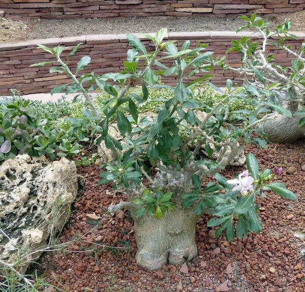 Pachypodium saundersii N.E. Br.