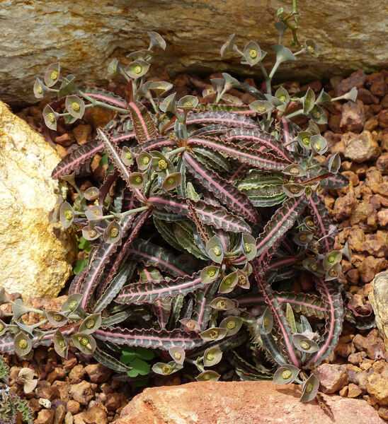 Euphorbia francoisii Leandri