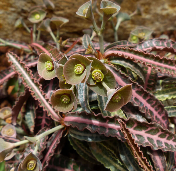 Euphorbia francoisii Leandri