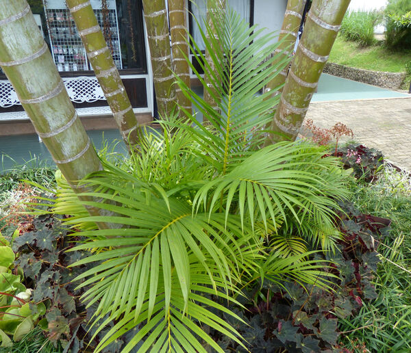Dypsis lutescens (H.Wendl.) Beentje & J.Dransf.