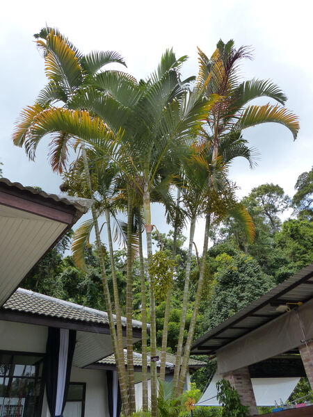 Dypsis lutescens (H.Wendl.) Beentje & J.Dransf.