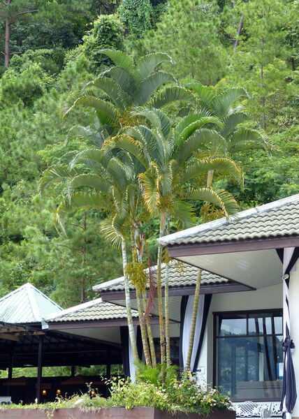Dypsis lutescens (H.Wendl.) Beentje & J.Dransf.