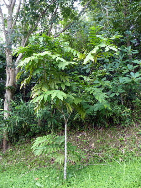 Saraca thaipingensis Cantley ex Prain