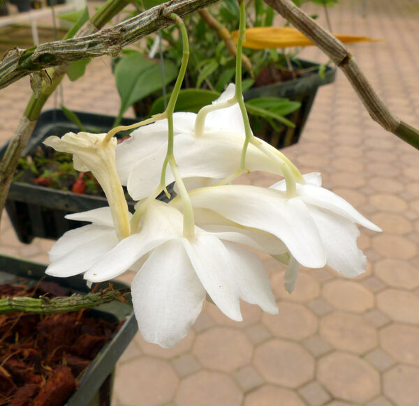 Dendrobium arcuatum J.J. Sm.