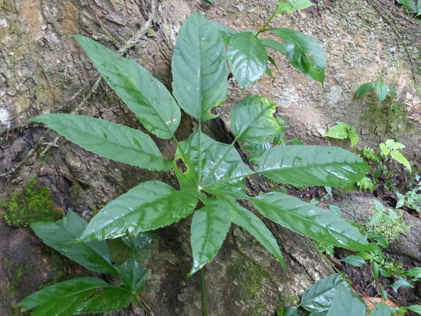 Trevesia palmata (Roxb. ex Lindl.) Vis.