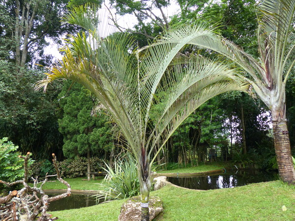 Dypsis lutescens (H.Wendl.) Beentje & J.Dransf.