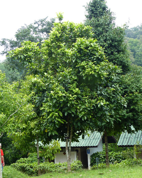 Syzygium formosum (Wall.) Masam.