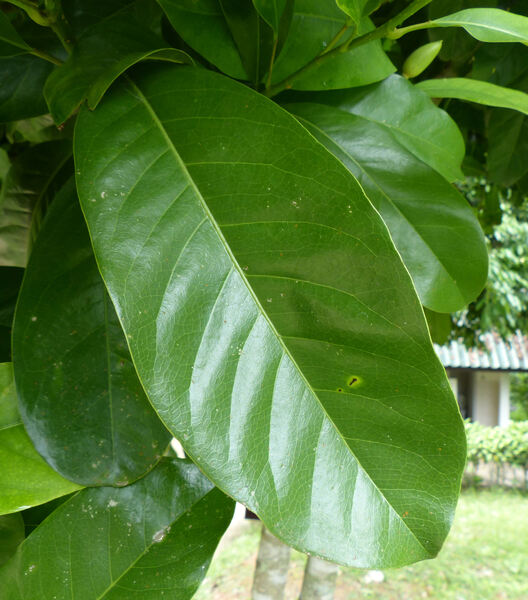 Magnolia siamensis (Dandy) H. Keng