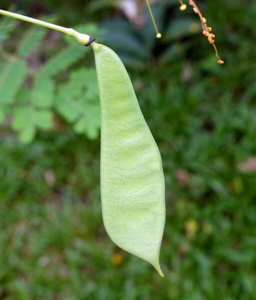 Caesalpinia pubescens (Desf.) Hattink