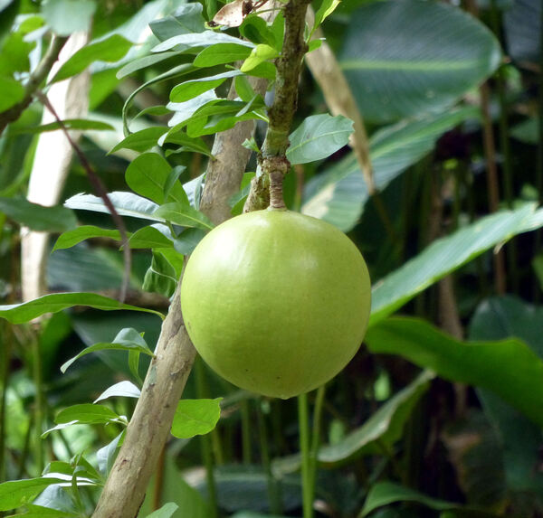 Crescentia cujete L.