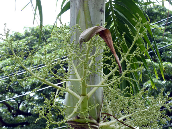 Wodyetia bifurcata A.K. Irvine