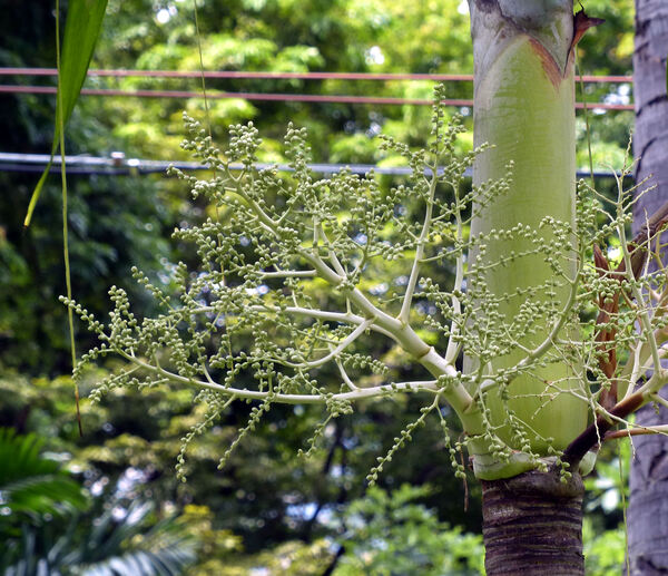 Wodyetia bifurcata A.K. Irvine