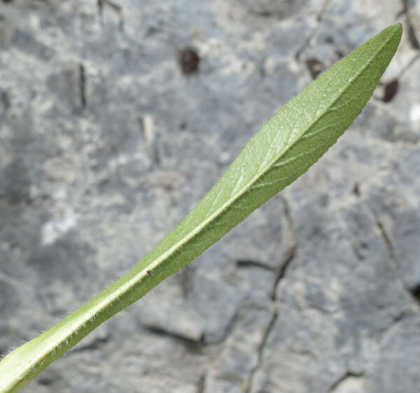 Campanula thyrsoides L. subsp. carniolica (Sünd.) Podlech