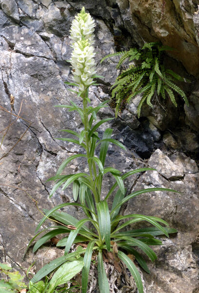 Campanula thyrsoides L. subsp. carniolica (Sünd.) Podlech