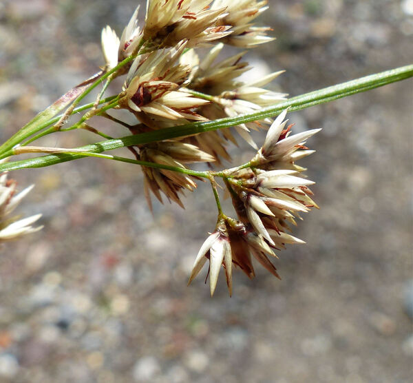Luzula luzuloides (Lam.) Dandy & Wilmott subsp. luzuloides