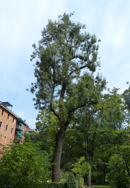 Fraxinus angustifolia Vahl subsp. oxycarpa (M.Bieb. ex Willd.) Franco & Rocha Afonso