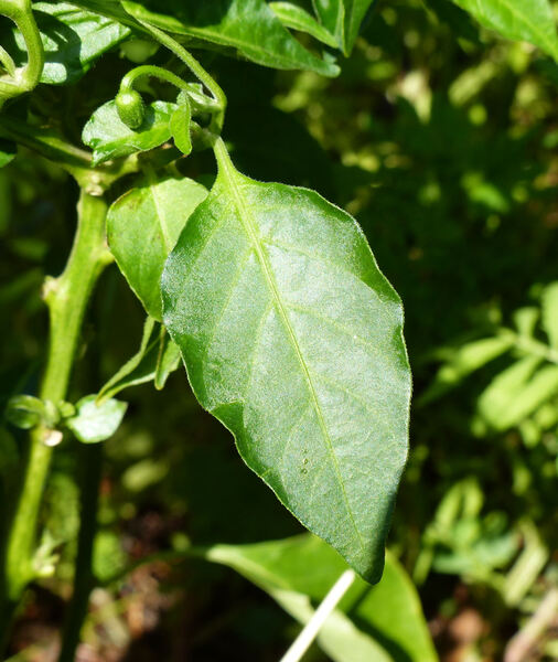 Capsicum pubescens Boiss. 'Costa Rica Red Hot'