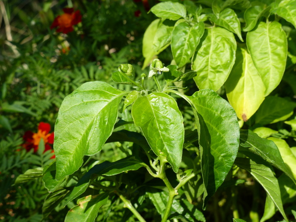 Capsicum pubescens Boiss. 'Costa Rica Red Hot'