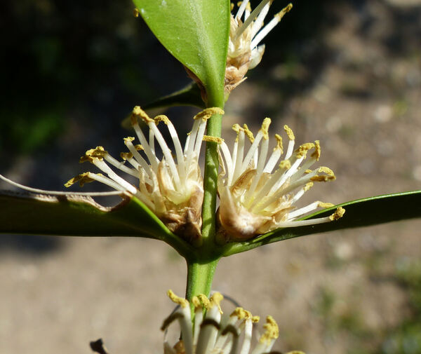 Buxus balearica Lam.
