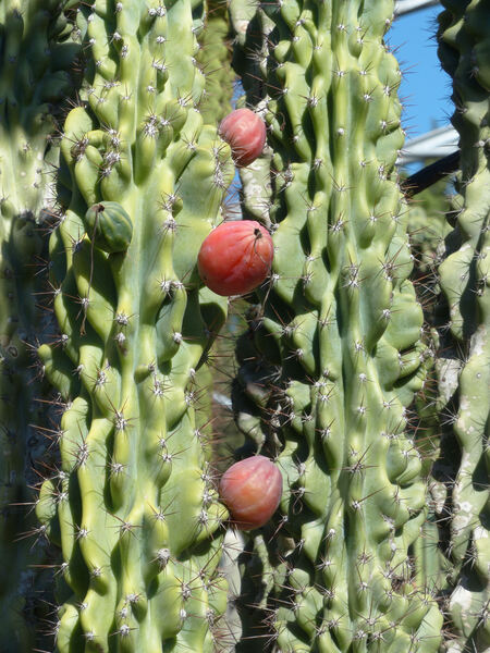 Cereus hildmannianus K. Schum. 'Monstruosus'