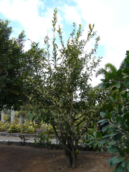 Crescentia cujete L.