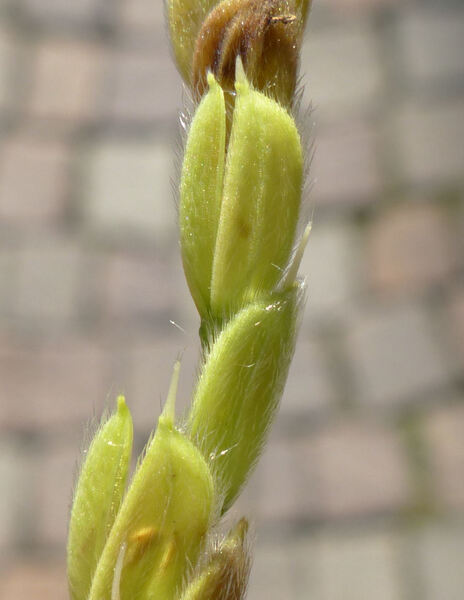 Oryza sativa L. subsp. sativa