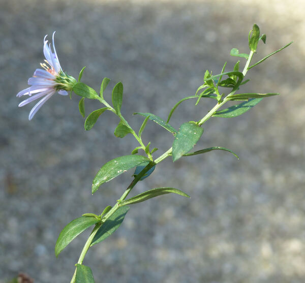 Symphyotrichum ×salignum (Willd.) G.L.Nesom
