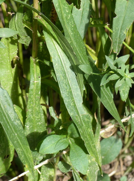 Symphyotrichum ×salignum (Willd.) G.L.Nesom