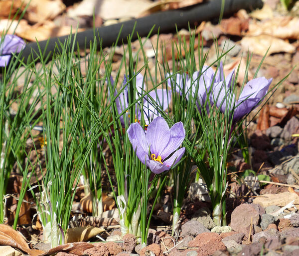 Crocus sativus L.