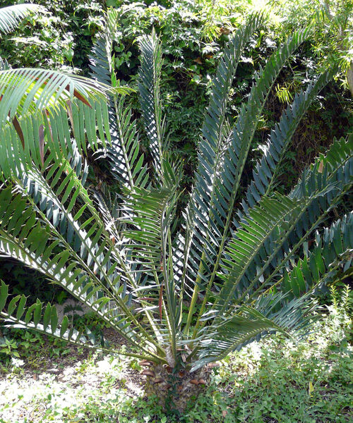 Encephalartos arenarius R. A. Dyer
